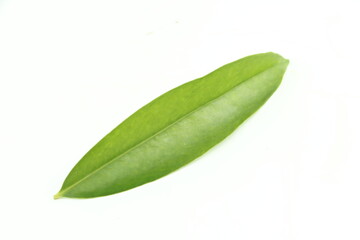 Green Garcinia cowa leaves isolated on a white background.