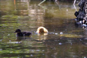 Close up of young duck chick swimming around in water fluffy yellow bird. very cute adorable baby duck charming setting at water side ultimate cuteness cuddly and endearing footage 4k