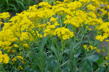 A field of buttercups with a clear focus shallow depth of field on a few of the nearest flowers.