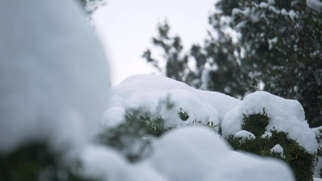 Branches of pine trees covered with snow