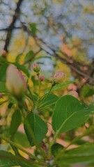 autumn leaves in the forest