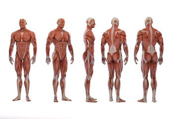 3D Render :a  standing male body illustration with muscle tissues display - obrazy, fototapety, plakaty