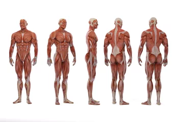 Foto op Canvas 3D Render :a  standing male body illustration with muscle tissues display © Tritons