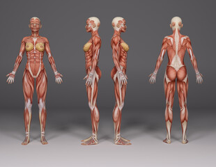 3D Render :a  standing female body illustration with muscle tissues display