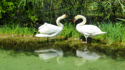 Two white swans are standing in the river. Everything is green.