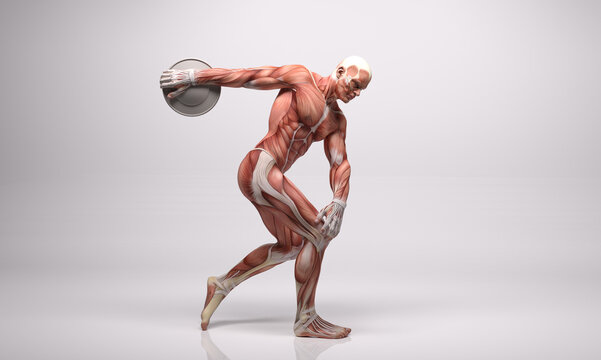 3D Render : The portrait of male character with muscle tissues display