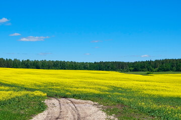 A bright yellow field of flowers and a clear blue sky, a rural road and a warm summer day