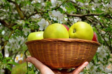 basket of apples in hand on a background of flowering trees in the garden
