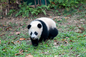 giant panda bear