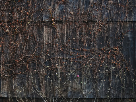 Autumn ivy wooden oldhouse wall 古い木壁の秋の蔦 
Processed with VSCO with a7 preset