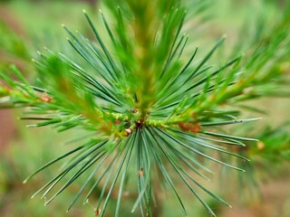 Naklejka na ściany i meble A fragment of bright green needles of a young pine tree, saturated color