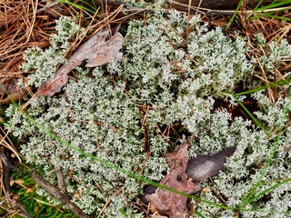 Among the old needles and leaves, light green moss breaks through, a bright color