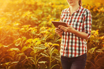 Woman agronomist checks sunflower growth rates on an eco farm.