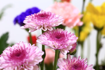 purple chrysanthemum flowers