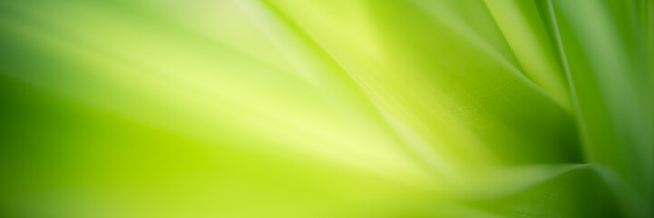 Concept nature of green leaf on blurred bokeh with copy space using as background natural, abstract background, greenery background, fresh wallpaper.