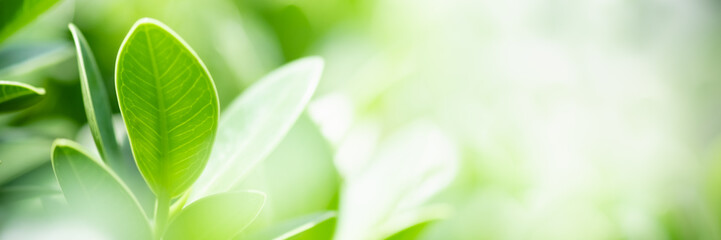 Concept nature of green leaf on blurred bokeh with copy space using as background natural, abstract background, greenery background, fresh wallpaper.