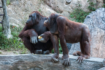 Naklejka na ściany i meble Gorillas in the Zoo