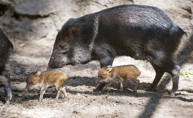 Collared Peccary (also javelina or skunk pig or pecari tajacu) is a medium-sized pig-like hoofed mammal of the family Tayassuidae (New World pigs). Two cute baby peccary with mother. First steps