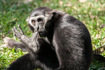 Black Gibbon in the Zoo