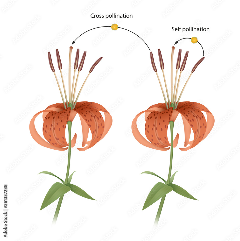 Wall mural the process of cross and self pollination. reproduction in plant