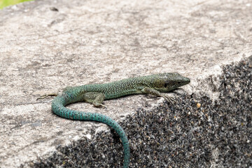 The beautiful natural texture - the small european lizard sunbathing on the asphalt road in the shadow of the ripe summer grass