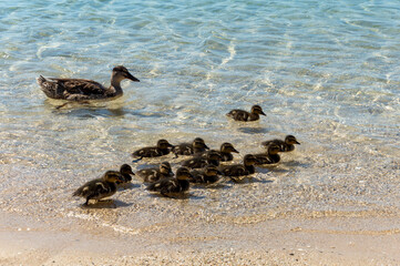 Mamma anatra con anatroccoli in riva al mare.