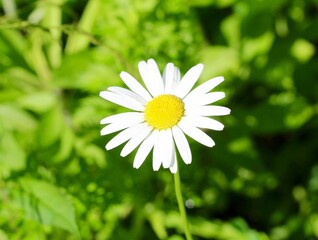 A close view on the bright white daisy in the sun.
