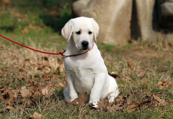 the yellow labrador in the park