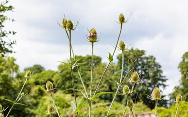 Tall , cut leaf teasel plants against a soft blue sky. Thorn, perennial, flowering plant.