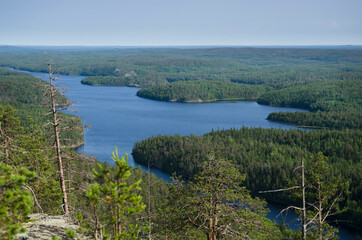 Obraz premium Forest on the rocks in Karelia