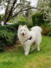 White Samoyed dog in the garden on the green grass
