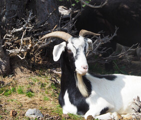 A horned goat posing for a photo with forest branches background