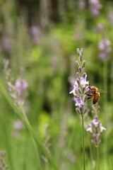 Lavender flowers with a honeybee
