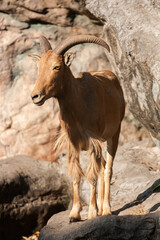 Mountain goat in the Zoo