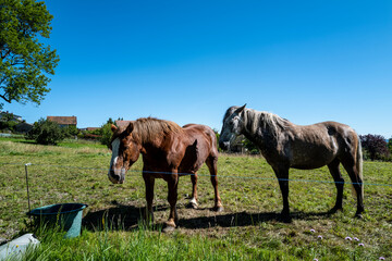 chevaux dans un pré