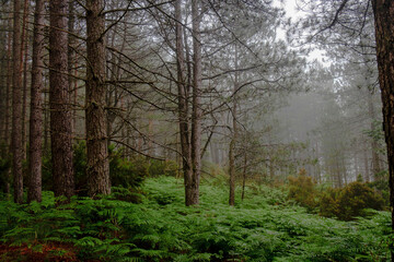 Fototapeta premium um dia no Parque Nacional Peneda-Gerês