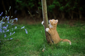 A little orange playful kitten in the garden climbs a tree