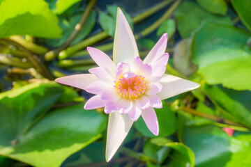 Purple lotus flower with green leaf outdoor pond