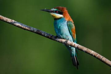 Obraz premium Golden bee-eater sitting on a branch