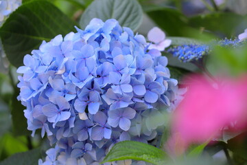 大きく咲いた紫陽花