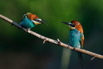 European bee eater Merops apiaster screaming at each other