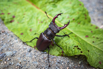 stag beetle on green leaf