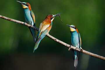 European bee-eater, merops apiaster.on Sunny morning, three birds are sitting on a branch.