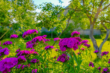 Purple flowers of Turkish carnations in the garden. Blurred background. The evening of a summer day. Warm orange light of the setting sun. Theme for postcards. Copy space.