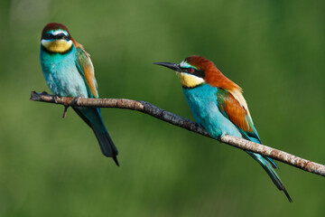 Golden bee-eater sitting on a branch