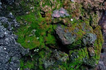 Obraz premium Fresh green moss on the rock