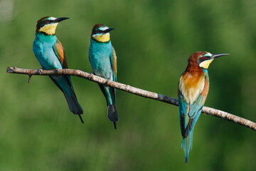 European bee-eater, merops apiaster.on Sunny morning, three birds are sitting on a branch.