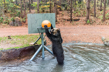 Brown bear with the ball.

