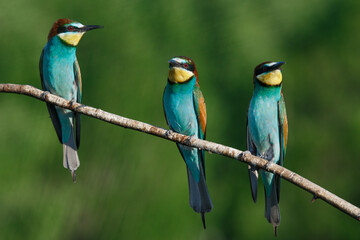 European bee-eater, merops apiaster.on Sunny morning, three birds are sitting on a branch.