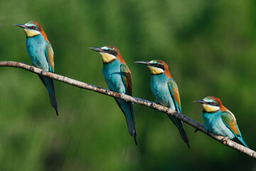 European bee-eater, merops apiaster.on a Sunny morning, four birds are sitting on a branch.
